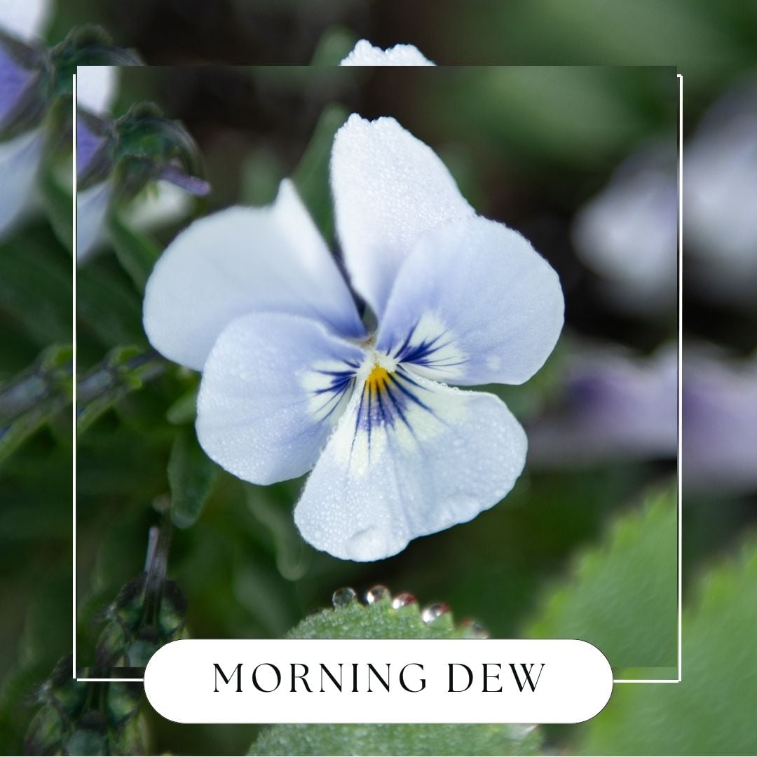Morning Dew Hanging Reed DiffuserWebster Wax Company