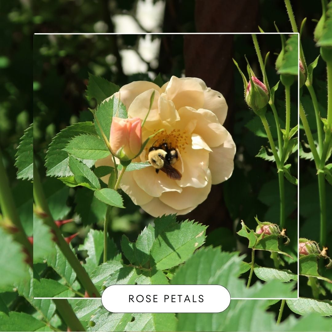 Rose Petals Hanging Reed DiffuserWebster Wax Company