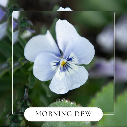 Morning Dew Hanging Reed DiffuserWebster Wax Company